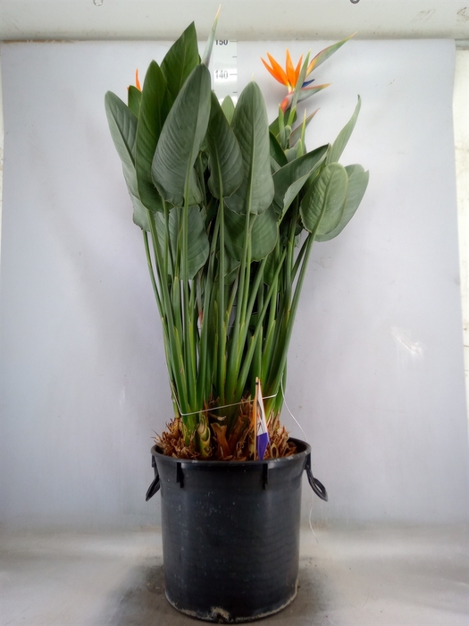 <h4>Strelitzia reg.</h4>
