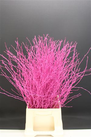 <h4>Berk Kort Erica</h4>