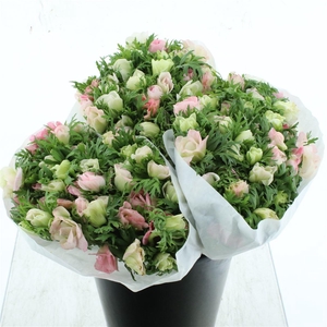 Anem Mistral Soft Pink Extra