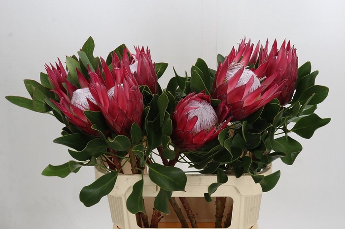 <h4>PROTEA CY MADIBA</h4>