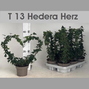 Hed He Ov Groen Hartvorm