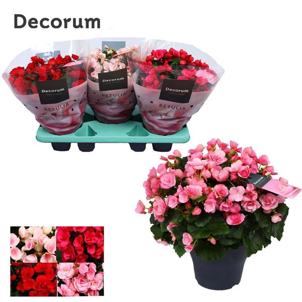 <h4>Begonia BETULIA MIX Decorum 19 cm</h4>