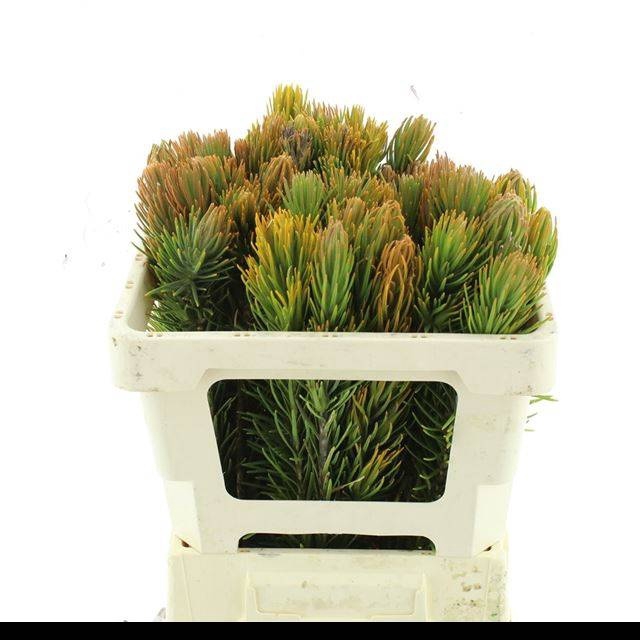 <h4>RETZIA CAPENSIS</h4>