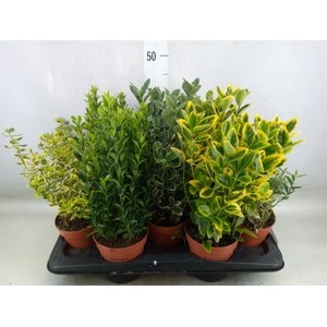 Euonymus japon.   ...mix