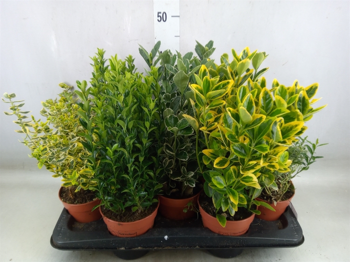 <h4>Euonymus japon.   ...mix</h4>