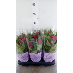 Celosia arg. CR 'Twisted Purple'