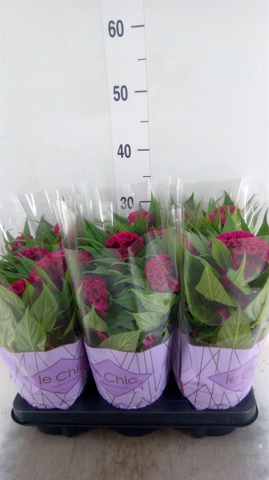 <h4>Celosia arg. CR 'Twisted Purple'</h4>
