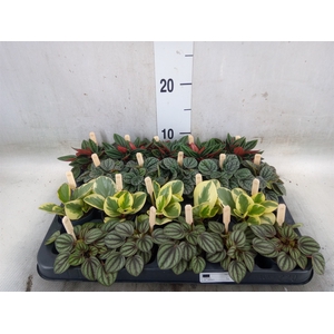 Peperomia   ...mix