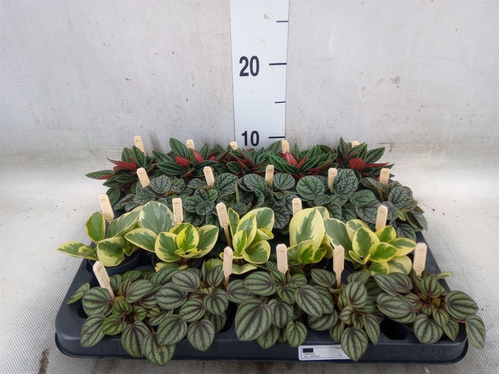 <h4>Peperomia   ...mix</h4>