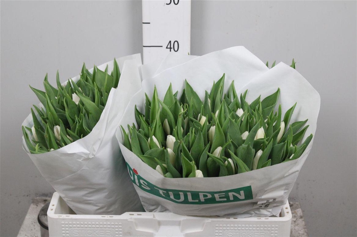 <h4>Tu En White Prince</h4>