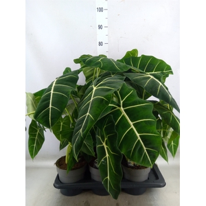 Alocasia   ...