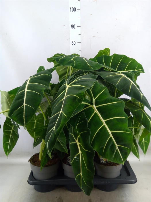 <h4>Alocasia   ...</h4>