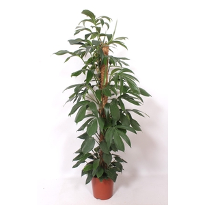 Philodendron Dragon Tail