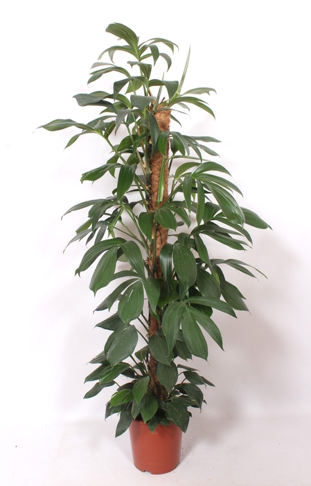 <h4>Philodendron Dragon Tail</h4>