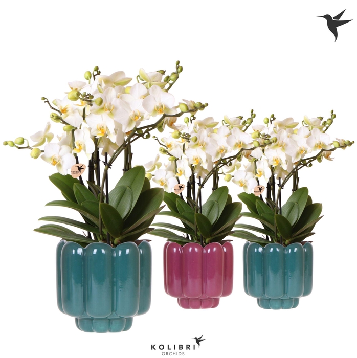 <h4>Kolibri Orchids Phalaenopsis Blossom Lausanne 6 spike in Retro pot green mix</h4>