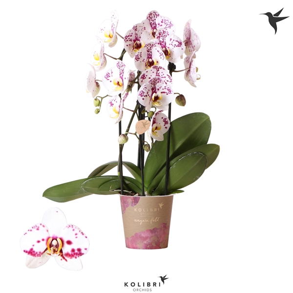 <h4>Kolibri Orchids Cascade Niagara fall spotty 2spike</h4>