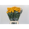 Tagetes Marigold Promise Orange