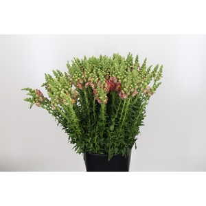 Antirrhinum Orange
