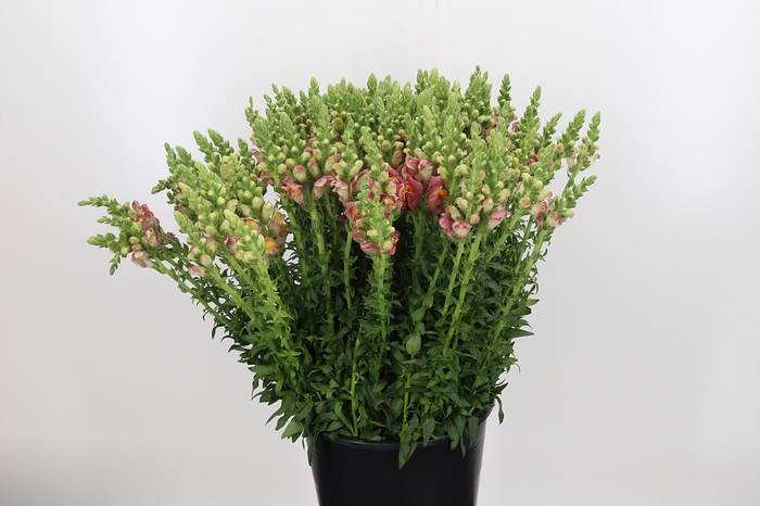 <h4>Antirrhinum Orange</h4>