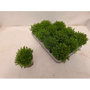 HEBE EMERALD