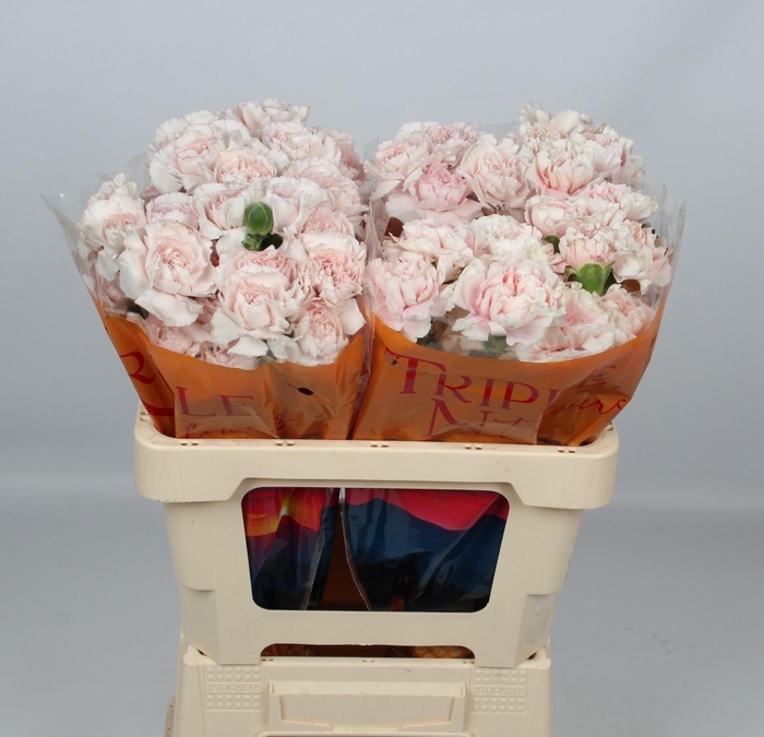 <h4>DI ST PEACH TEA+</h4>