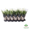 Spathiphyllum Pearl Cupido 9Ø 30cm 3fl