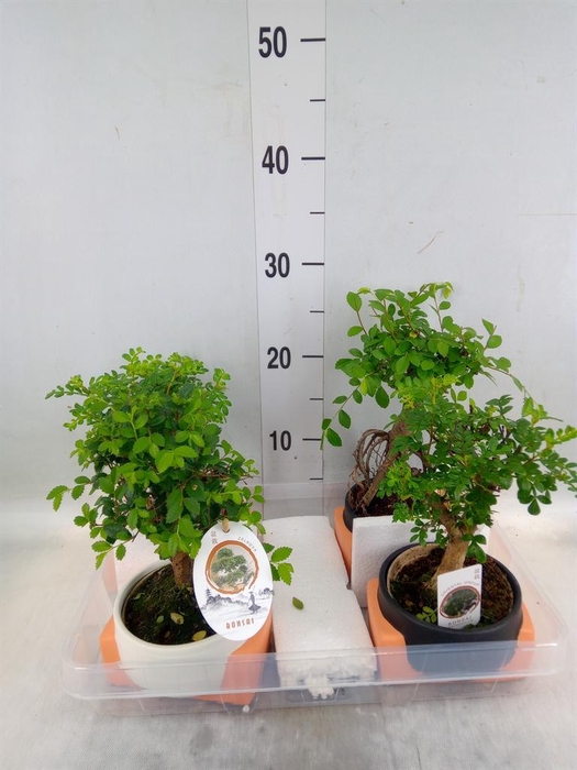 <h4>Bonsai   ...mix</h4>