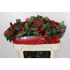 Hypericum True Romance Spray