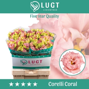 Lisianthus Corelli Coral