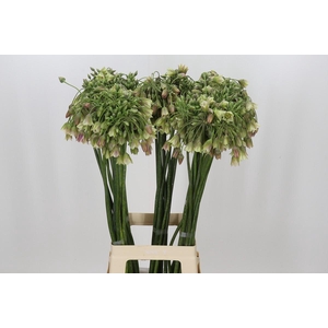 Allium Nectaroscordum Siculum