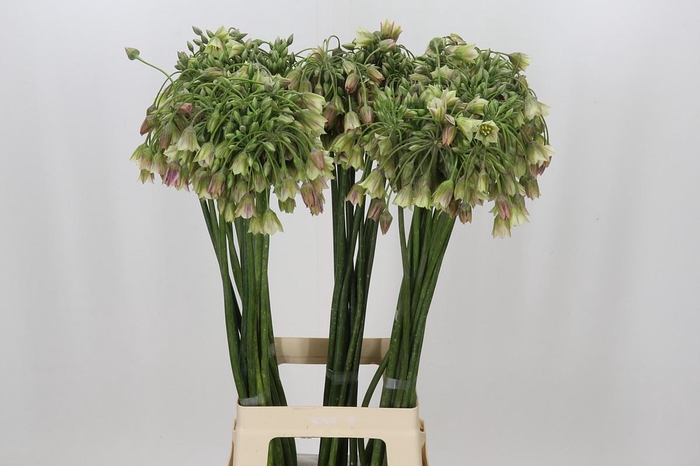 <h4>Allium Nectaroscordum Siculum</h4>
