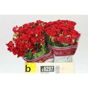 Rosa Tr Mirabel