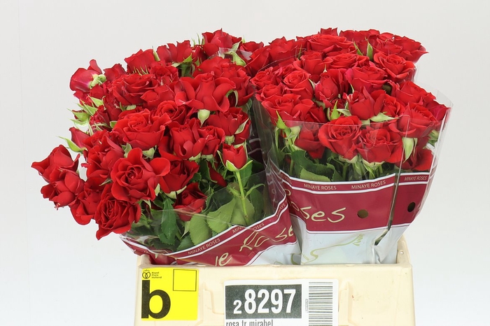 <h4>Rosa Tr Mirabel</h4>
