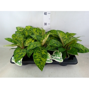 Homalomena wal. 'Camouflage'