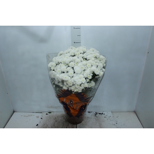 CRISANTEMO BOLA BELGA JASODA P20 BRANCO