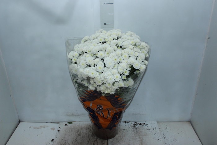 <h4>CRISANTEMO BOLA BELGA JASODA P20 BRANCO</h4>