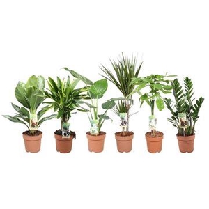 Ov Kamerplanten Gemengd