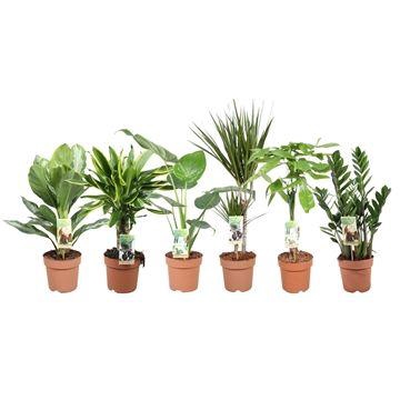 <h4>Ov Kamerplanten Gemengd</h4>