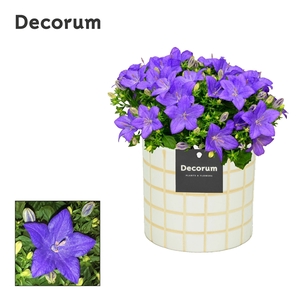 Campanula Napoli 'Tirza' Decorum