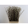 Salix Wilgenkatjes 70cm P Stem