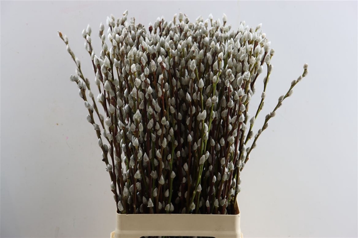 Salix Wilgenkatjes 70cm P Stem