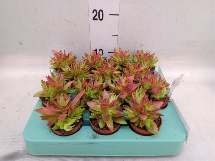 <h4>Crassula   ...</h4>
