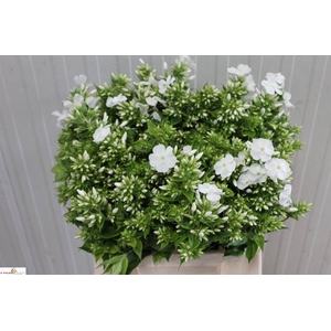 PHLOX P DANIELLE