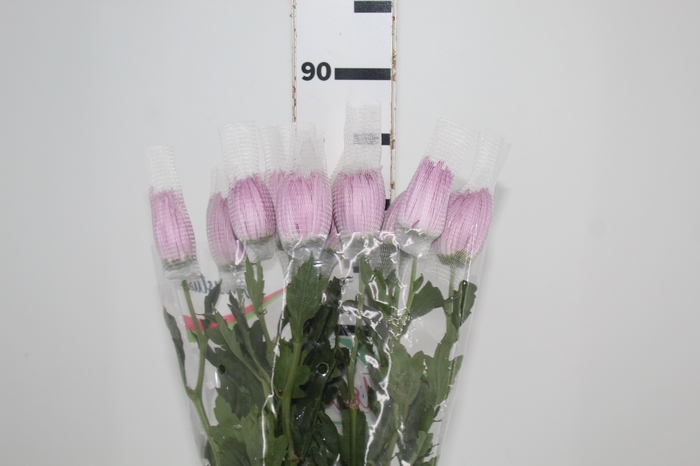 <h4>ANASTASIA CIPRIA 080 CM LILAS</h4>