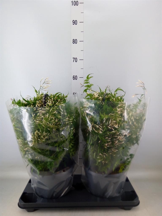 <h4>Jasminum polyanthum</h4>