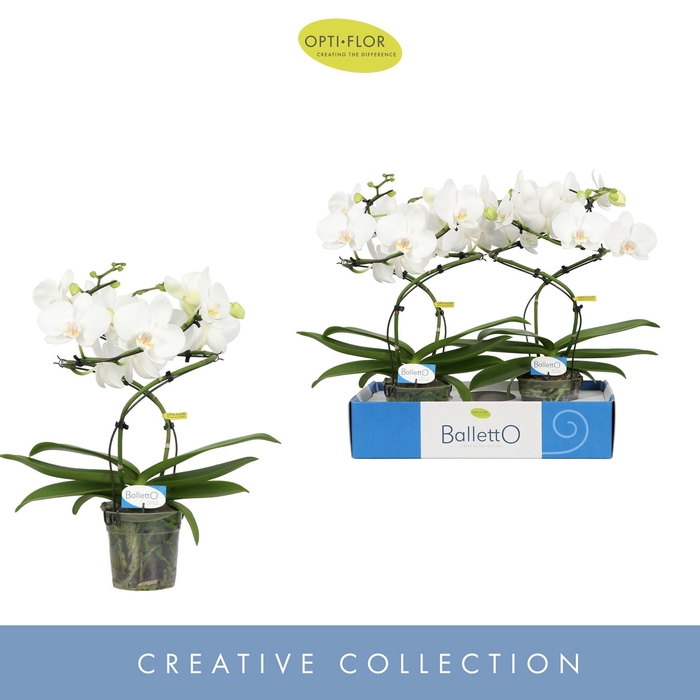 <h4>Phalaenopsis wit meer takken</h4>