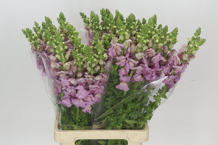 <h4>Antirrhinum Potomac Lavender</h4>