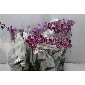 PHALAENOPSIS MINI P09 2 HT