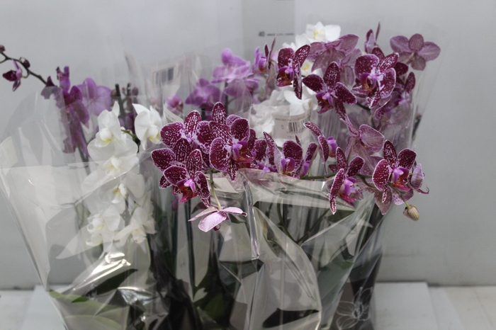 <h4>PHALAENOPSIS MINI P09 2 HT</h4>