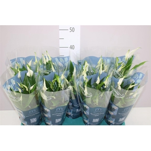 Spathiphyllum Bellini